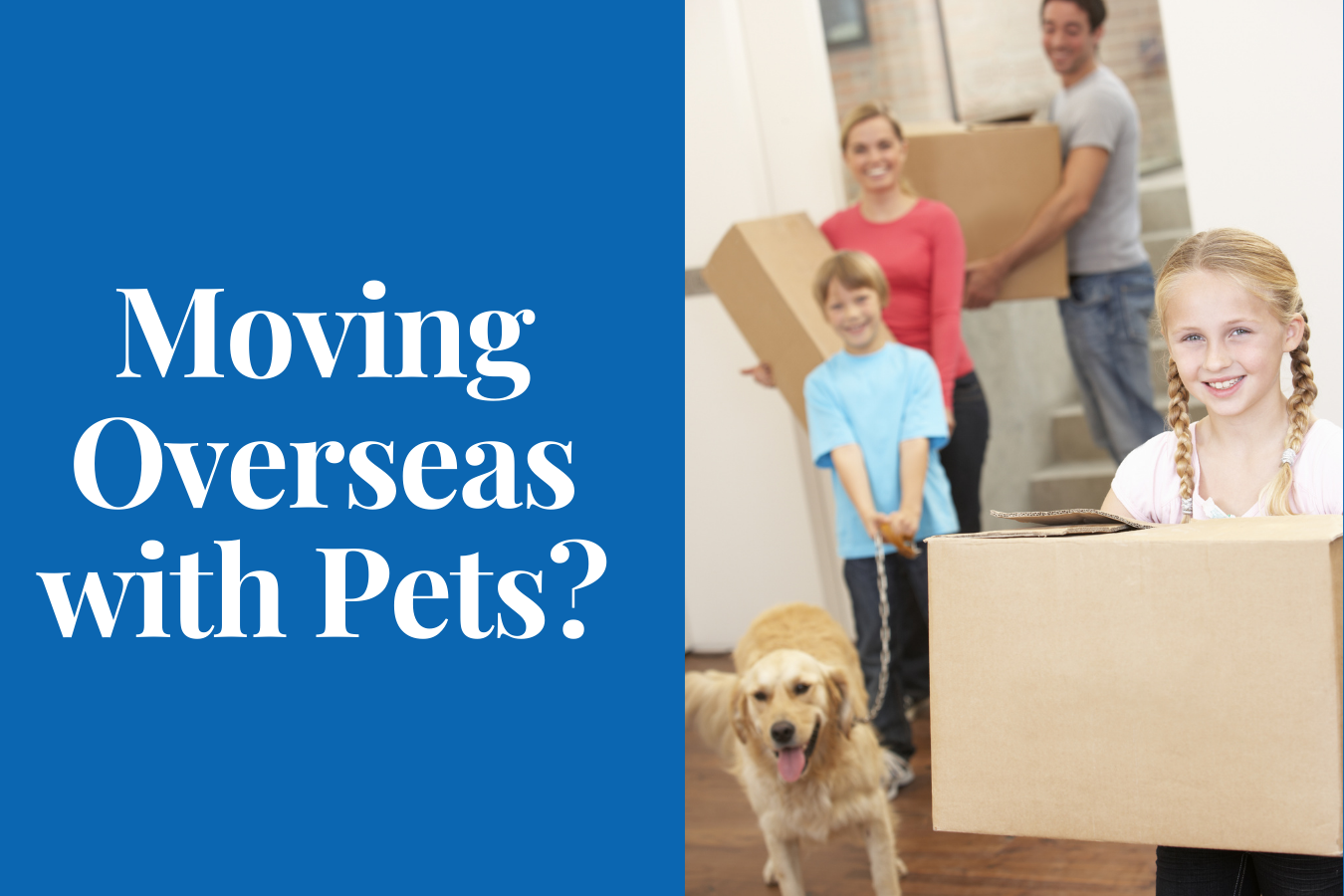 6 Resources for a Military Move with Pets